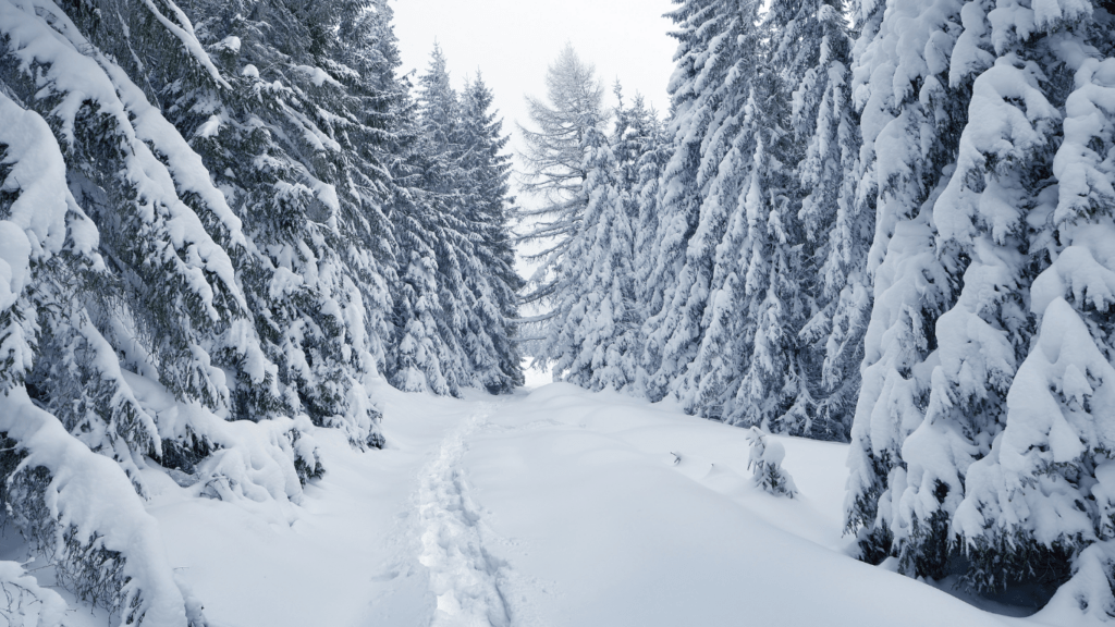 Snow-covered trees