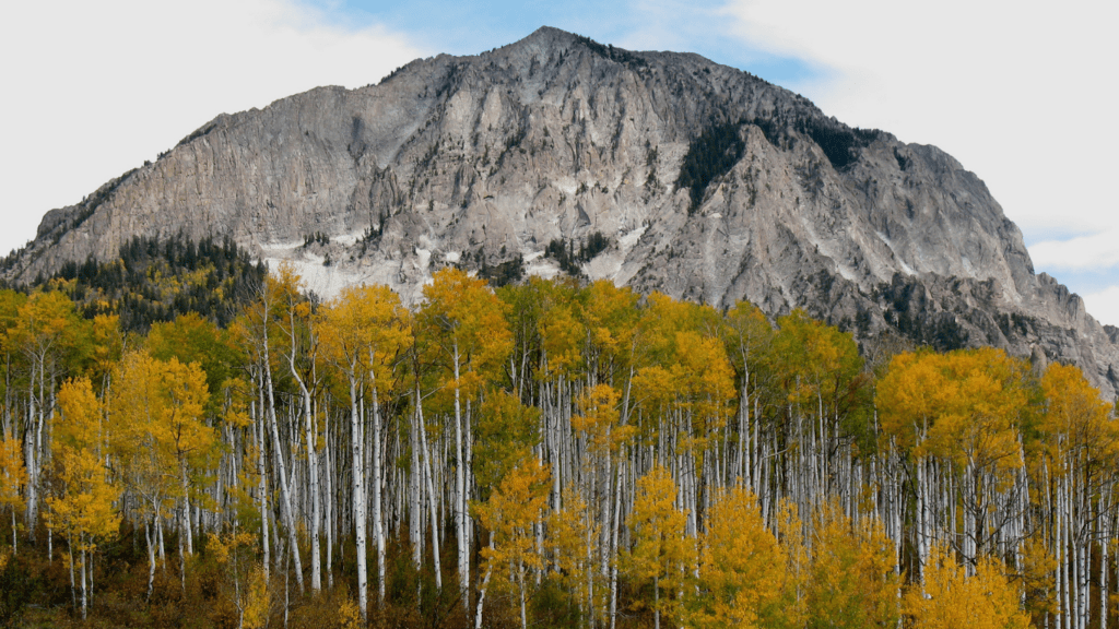 scenic view of mountain with trees