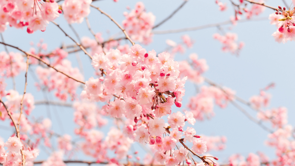 cherry blossom