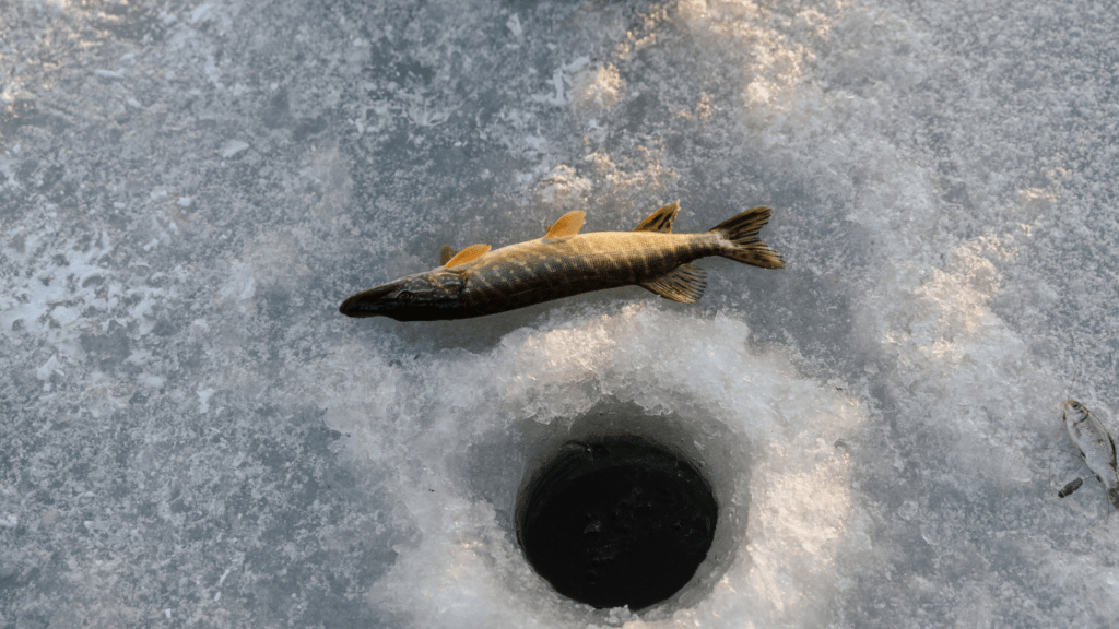 fish catch during ice fishing