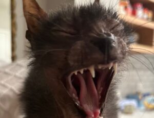 update software bvostfus python