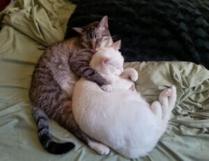 good face moisturizer for black skin