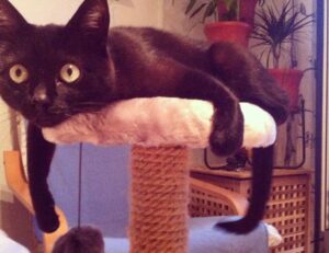 half down medium length fine hair mother of the bride hairstyles