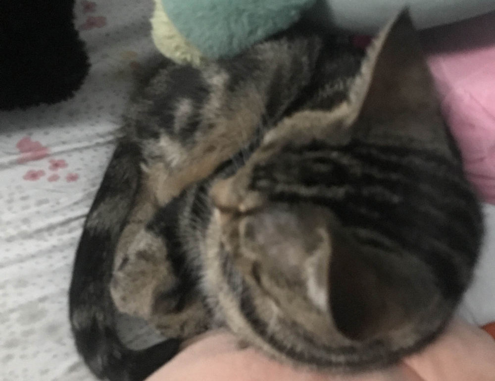 homemade face mask for dead skin