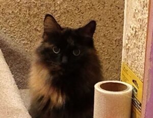 hopeless series colleen hoover in order