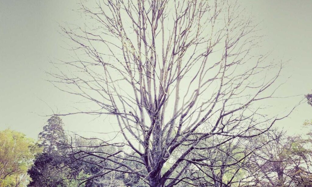 if an organism's diploid is 12 what is the haploid