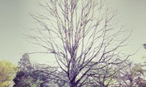 if an organism's diploid is 12 what is the haploid