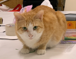 if i cancel cinemark movie club do i lose my credits