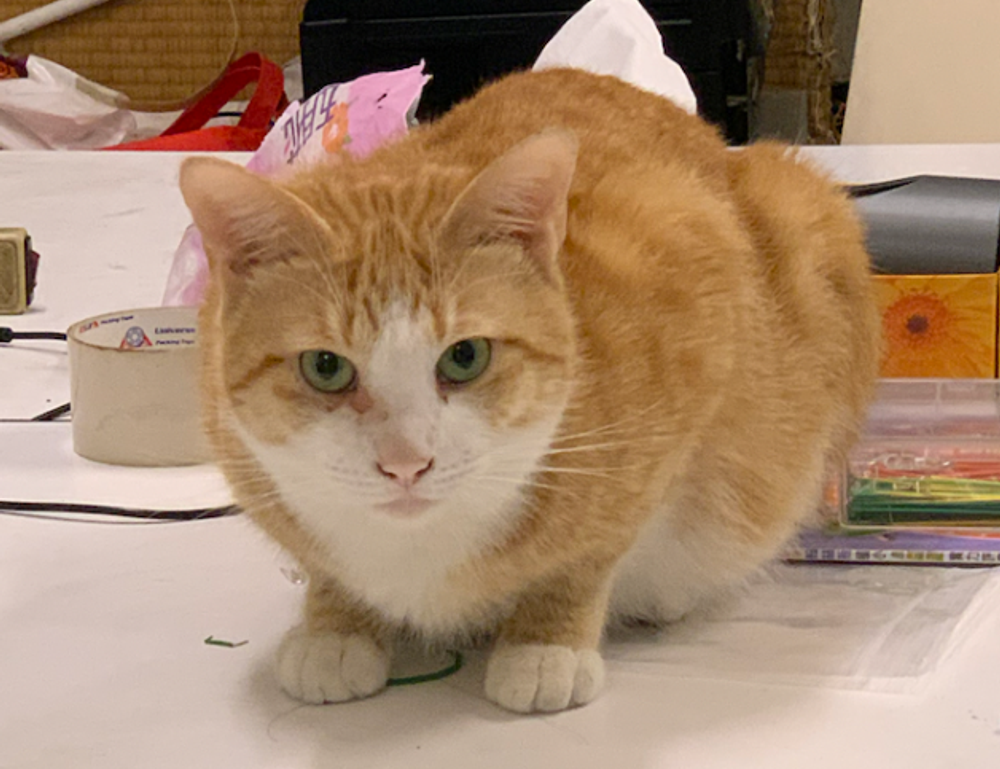 if i cancel cinemark movie club do i lose my credits