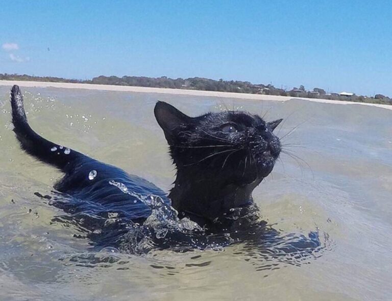 if someone has snapchat plus can they see if you view their profile